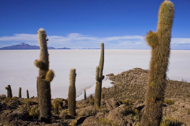 Bis zu 12m hohe Kandelaberkakteen auf einer Insel im Salar de Uyuni