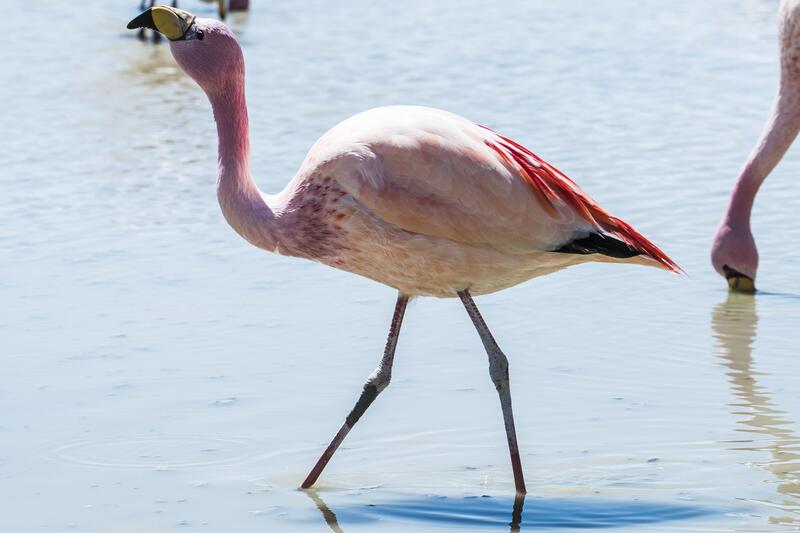 ...Flamingos tauchen auf.
