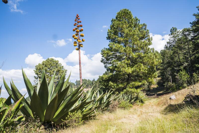 Unterwegs in Mexiko