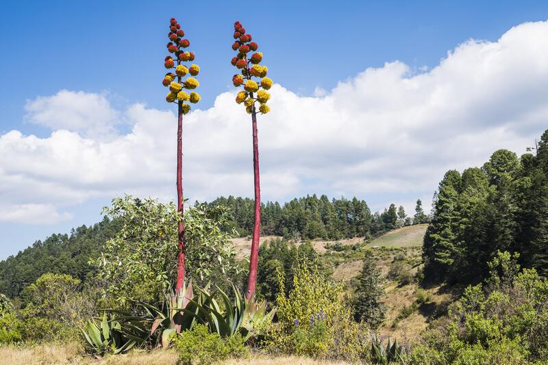 Unterwegs in Mexiko