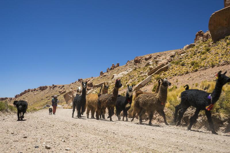 Lamaherde Lamaherde im Altiplano © Jonas Lambrigger