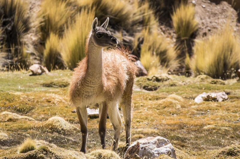 Guanako Guanako © Jonas Lambrigger