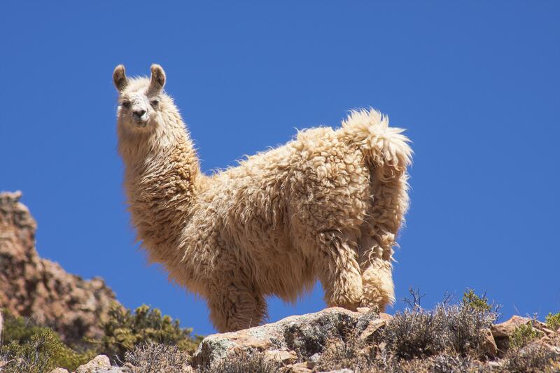 Das Lama mit seiner buschigen, rauhen Wolle.